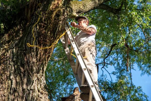 Local Tree Service Madison for Reliable Property Care