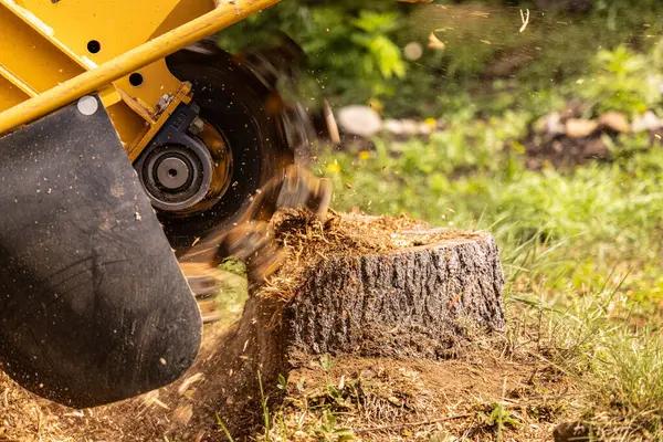 Finding the Best Tree Removal Service Near You